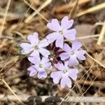 Verbena microphylla