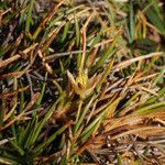 Oxychloe andina Other