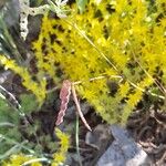 Hippocrepis ciliata Vili