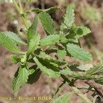 Conyza pannosa Habit