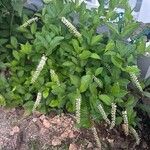 Itea virginica Folha