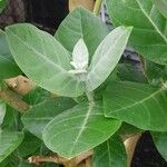 Calotropis gigantea Blatt