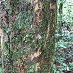 Dulacia guianensis 樹皮