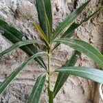 Breonadia salicina Leaf