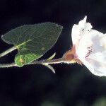 Convolvulus betonicifolius Leaf