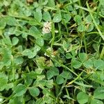 Trifolium nigrescens आदत