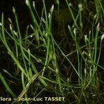 Isolepis fluitans 形态