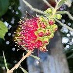 Callistemon macropunctatus ᱵᱟᱦᱟ