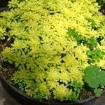 Sedum japonicum Lapas