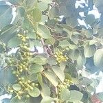 Premna serratifolia Φύλλο