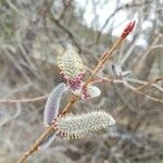 Salix purpurea Blomma
