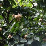Sloanea synandra Fruit