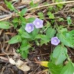 Convolvulus siculusBlodyn