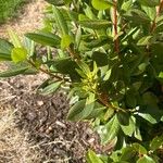 Rhododendron columbianum Hoja