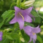 Campanula tracheliumFlower