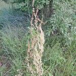 Rumex aquaticus Frukt