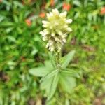 Pterocaulon alopecuroides Flor