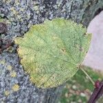 Populus × canescens Lapas