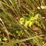 Acanthospermum australe Fruit