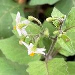 Solanum villosumKvět