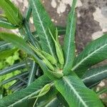Euphorbia lathyris Flor