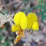 Adenocarpus foliolosus 花