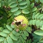 Rosa roxburghii Flower