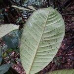 Calycorectes grandifolius Leaf