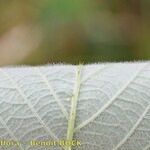 Rubus silvaticus Drugo