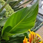 Canna × hybrida Leaf