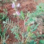 Tephrosia villosa Flower