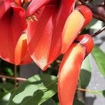 Erythrina crista-galli Kukka