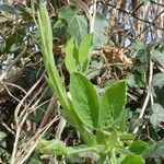 Lathyrus heterophyllus Leaf