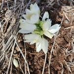 Chlorophytum tuberosum Kukka