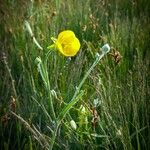 Ranunculus illyricus Flower