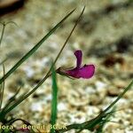 Lathyrus angulatus Other