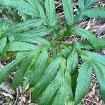 Tacca leontopetaloides Feuille