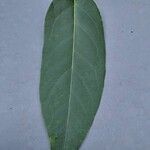 Lonicera acuminata Leaf