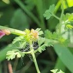 Fumaria agraria Hoja