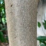 Citharexylum spinosum Bark