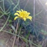 Hieracium gouanii Flower
