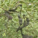 Bauhinia rufescens 果實