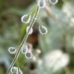 Circaea lutetiana Fruit