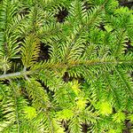 Abies fraseri Delienn