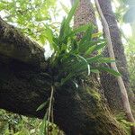 Bulbophyllum variegatum Hoja