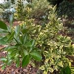 Euonymus japonicusLeaf