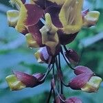 Thunbergia mysorensis Flower