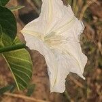 Ipomoea stenosiphon 花