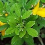 Genista monspessulana Blatt