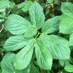 Peucedanum ostruthium Leaf